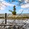 Conifer island