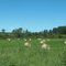 Hay bales near Sharon