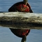 Painted Turtle Reflection
