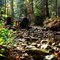 Montana Forest