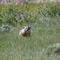 Badger