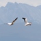 White Pelicans against The Crags, Arapaho National Wildlife Refuge