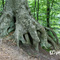 Morris State Park