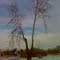 sycamore tree
