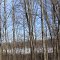 Osgood Lake behind woods