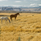 Horses near Wasco, Oregon