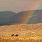 Cowboy and Cowgirl Under a Rainbow