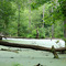 Chippewa Nature Center's Wood Duck Pond