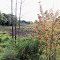 Monitor Township