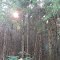 Trees on Timber Trail Cable WI USA July 2013