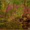 Eastern Redbud