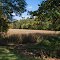 Cornfield Ready for Harvest