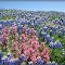 *Texas Wildflowers*