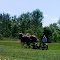 Ordinary day at the plow, Amish farmer