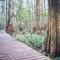 Damp Forest