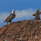 When are we getting out of this dump? American Bald Eagle and Juvenile at a Landfill.