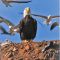 Eagle at the Landfill