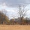 2 wt's close to Siloam, Ga.---st