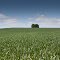 Corn, trees, and sky