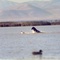 Labrador retrieving at Salinas Duck Club blind 106.