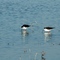 Stilts Feeding ... Gustine
