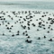 Coot Escape ... Gustine