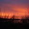 Sunrise In Gustine With A Duck