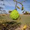 Osage Orange Fruit, Sayre, Oklahoma