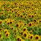 Jeff Meche sunflower field