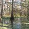 Cypress swamp