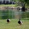 Mallards at I-10 park