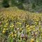 Ultramafic Meadow of pitcher plants