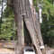 Redwood Park