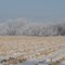 Winter Field