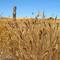 The land of wheatfields and windmills