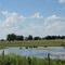 cows on a hot Texas day