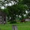 Old Barn with Horse. Near Plum, TX