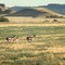 CD84-Antelope running in Montana