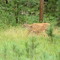 Herten in Custer State Park