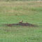 Prairie dog