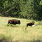 Bizons in Custer State Park