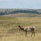 Pronghorn Buck