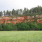 Rocks