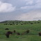 Herd of Buffalo