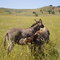 Baby Burro Suckling