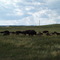 Custer State Park