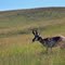 Pronghorn antelope, grazing in Custer State Park