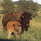 Bisons Custer S.P. South Dakota,USA