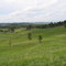 Custer State Park grassland