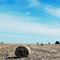 Corn stalk bales Winneshiek Co. Iowa